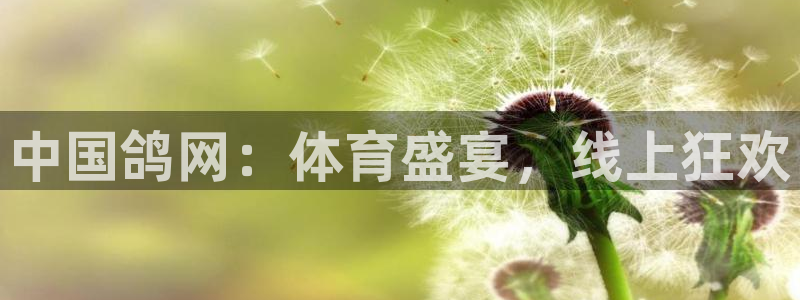 24直播网乒乓球直播：中国鸽网：体育盛宴，线上狂欢