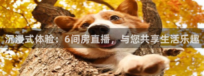 24直播网：沉浸式体验：6间房直播，与您共享生活乐趣